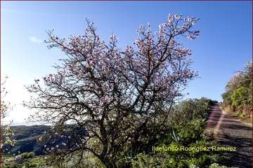 Manto de tonos blancos y rosas en Gran Canaria (Reportaje gráfico de Ildefonso Rodríguez)